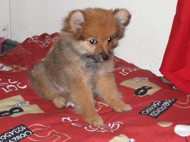 eliot - Spitz Allemand Mâle (10 mois)