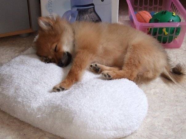 eliot - Spitz Allemand Mâle (9 mois)