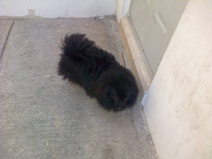 Trankos - Spitz Allemand Mâle (2 ans)