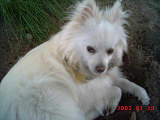 pomeranien peanuts - Spitz Allemand