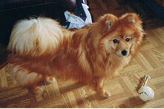 Spitz Allemand moyen fauve orangé/Volcan - Spitz Allemand