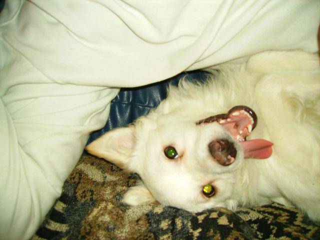loulou de pomeranie - Spitz Allemand