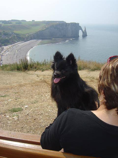 spitz allemand roxanne - Spitz Allemand