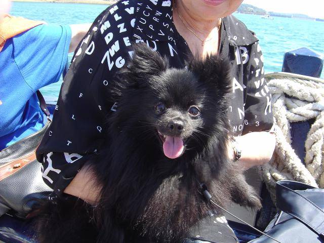 spitz allemand Roxanne - Spitz Allemand