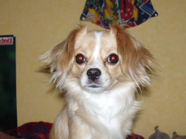 Gaïa croisée Spitz Allemand Moyen et Cavalier King Charles - Spitz Allemand