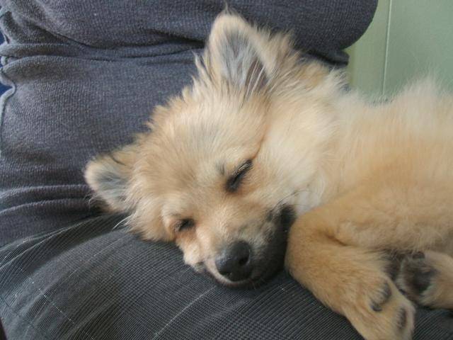 Kiki, Poméranien (Loulou de poméranie) - Spitz Allemand