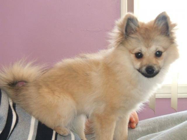 Kiki, Poméranien (spitz nain) - Spitz Allemand