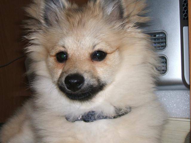 Kiki, Poméranien (spitz nain) - Spitz Allemand