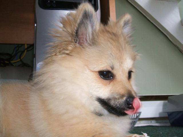 Kiki, Poméranien (spitz nain) - Spitz Allemand