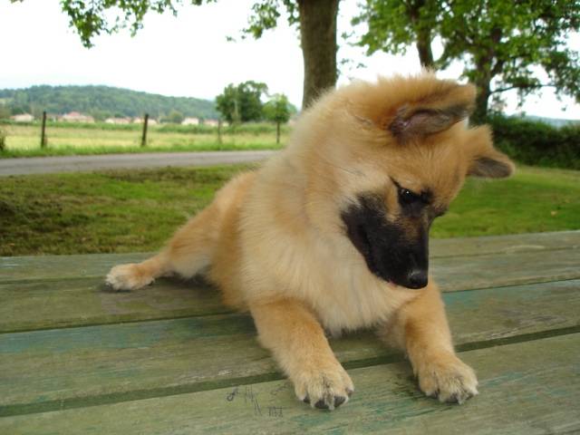 Louna Spitz allemand moyenne de 7 mois - Spitz Allemand (7 mois)