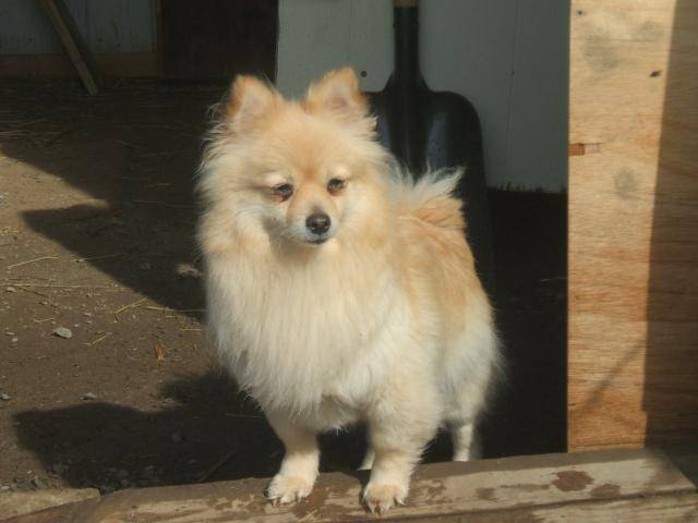 spitz nain (Poméranien), Fille - Spitz Allemand