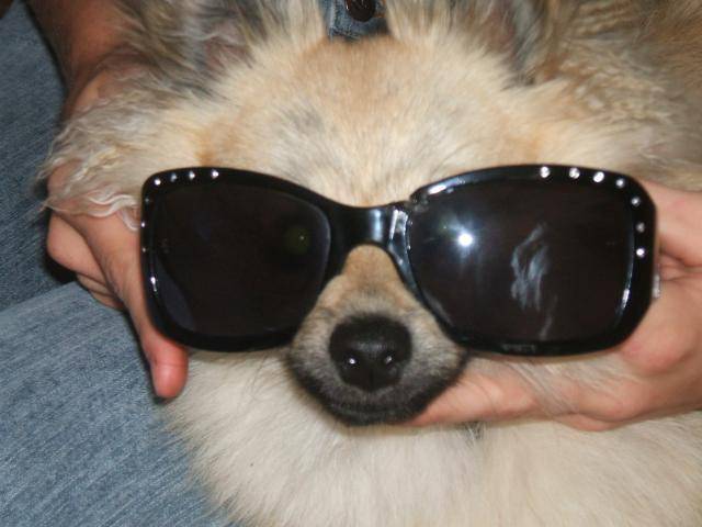 spitz nain (Poméranien), Kiki - Spitz Allemand