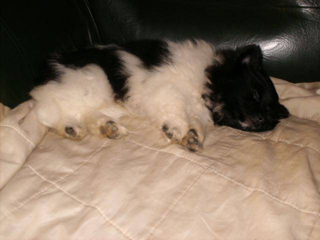 spitz allemand --- Poutchi - Spitz Allemand