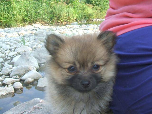 spitz nain (Poméranien), Punaise - Spitz Allemand