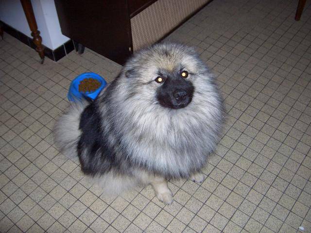 cyska spitz loup - Spitz Allemand