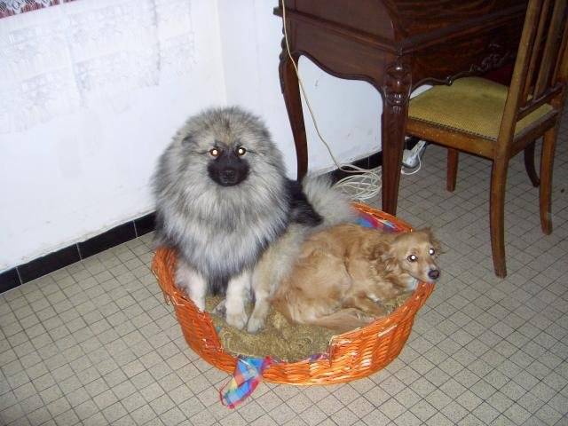 cyska spitz loup et sa copine dolly - Spitz Allemand
