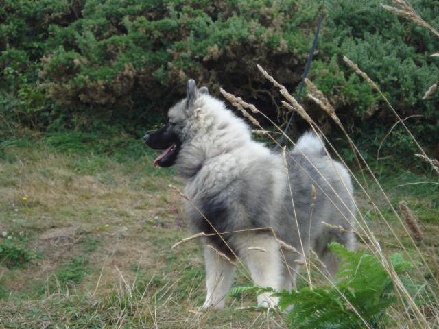 ERMES spitz loup - Spitz Allemand