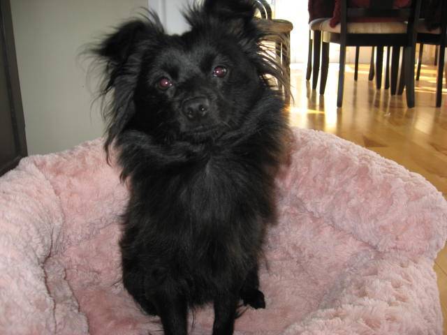 pomenarien-perle - Spitz Allemand