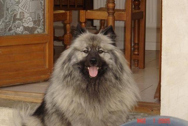 spitz-loup TAO - Spitz Allemand