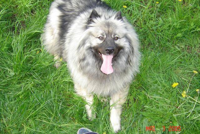 spitz-loup TAO - Spitz Allemand
