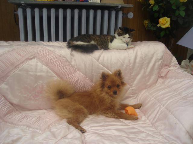 EXQUIS, chiot Spitz allemand de 4 mois - Spitz Allemand (4 mois)