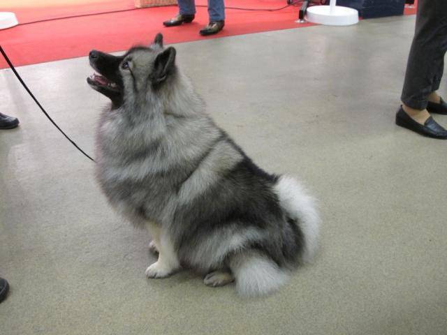 Donuts Spitz Loup ! - Spitz Allemand