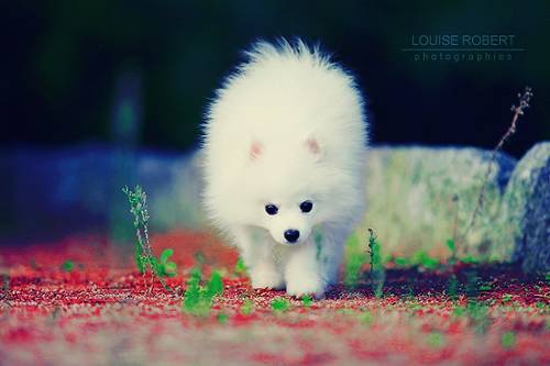 Petit Spitz Allemand - Fuji - Spitz Allemand