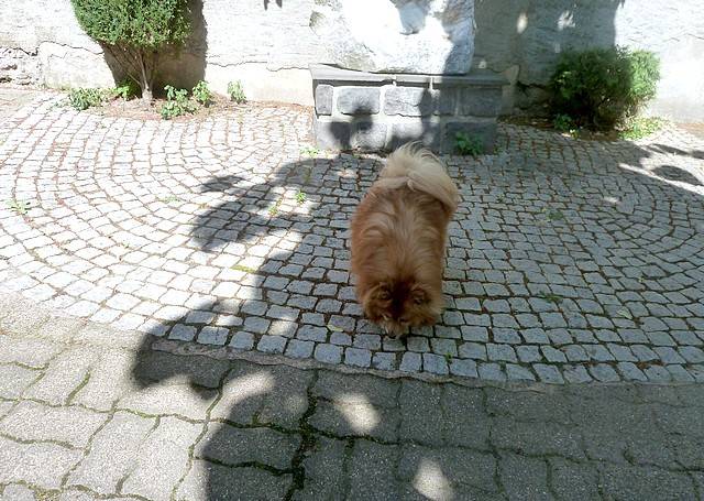 VOLCAN - spitz allemand - Spitz Allemand