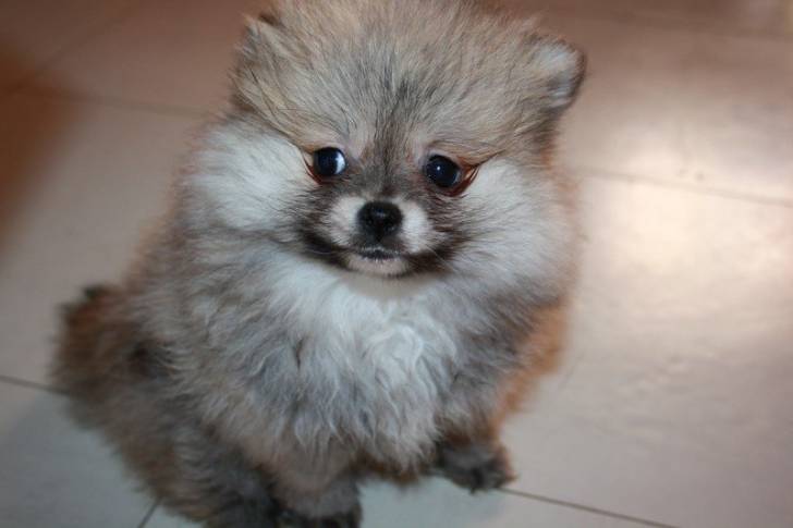 Gena - Spitz Allemand (5 mois)