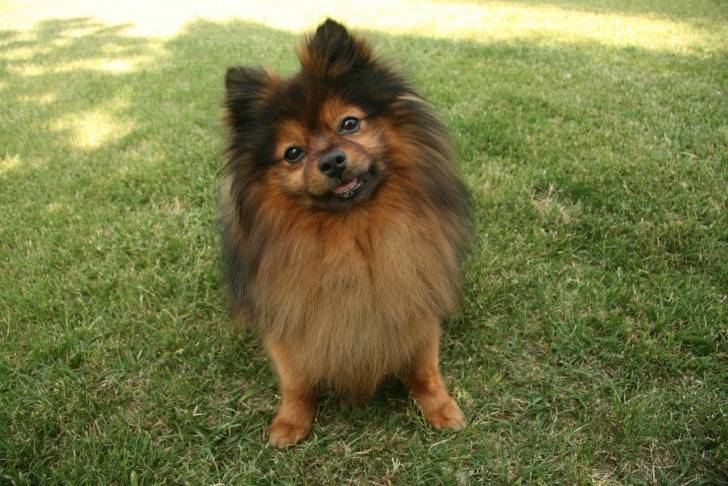 Photo Spitz Allemand
