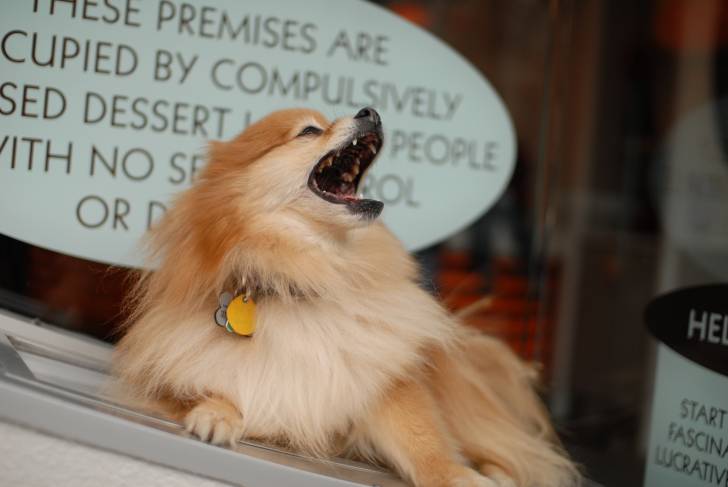 Photo Spitz Allemand