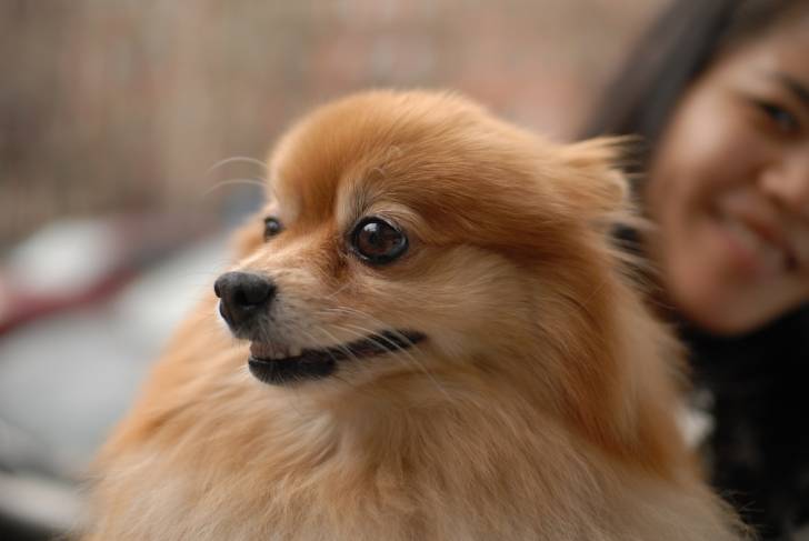 Photo Spitz Allemand