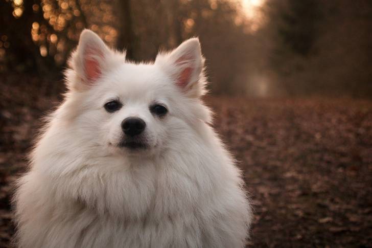 Un Spitz Allemand face à l'objectif