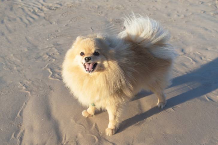 Photo Spitz Allemand