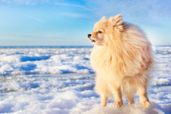 Un Spitz Allemand se promène sur un sol enneigé 
