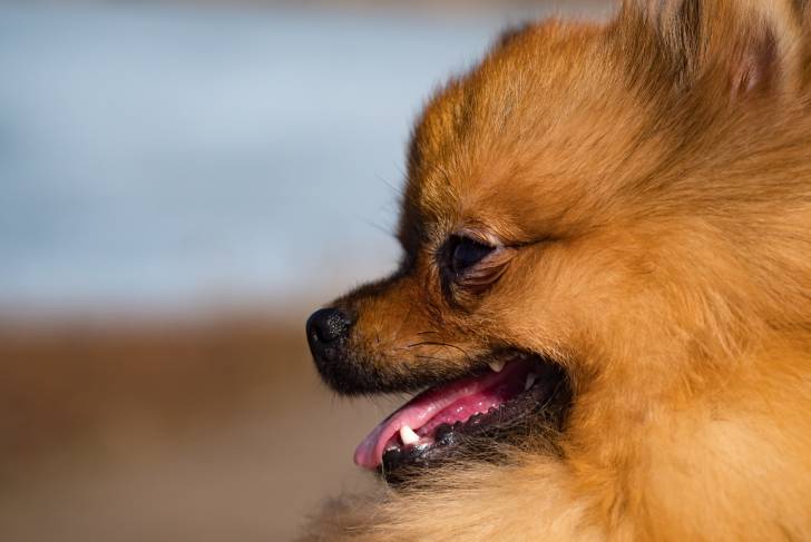 Photo Spitz Allemand