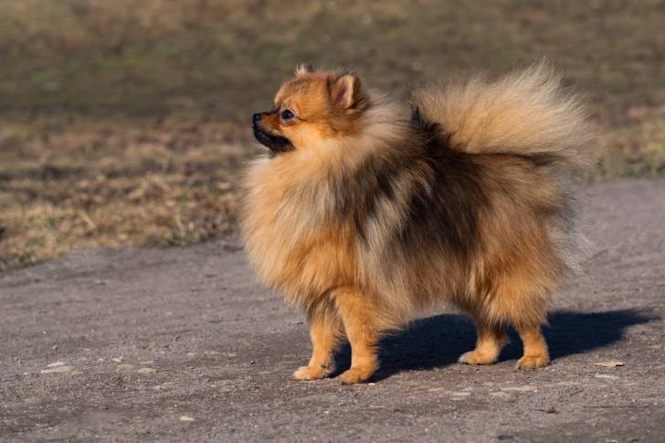 Photo Spitz Allemand