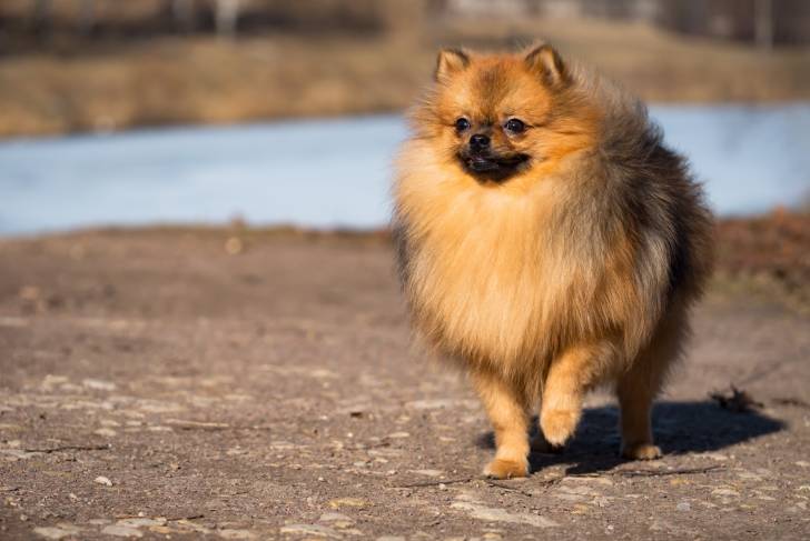 Un Spitz Allemand en train de se promener au bord de l'eau