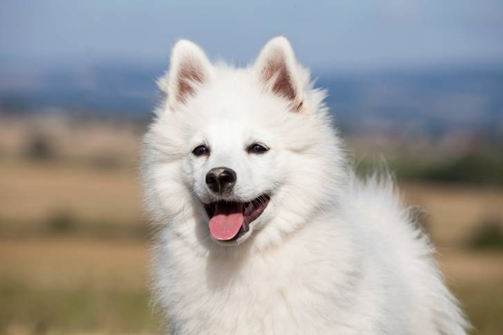 Un Spitz Allemand assis face à l'objectif