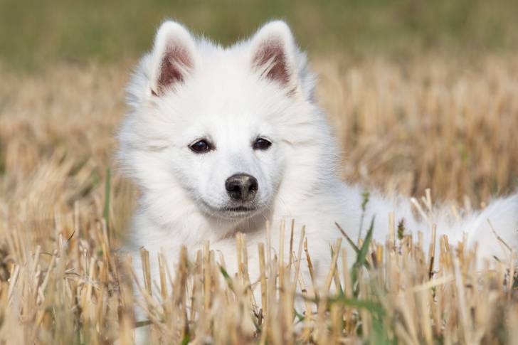 Un Spitz Allemand blanc en promenade dans un champ