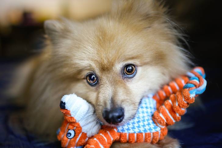 Un Spitz Allemand avec une peluche dans la gueule