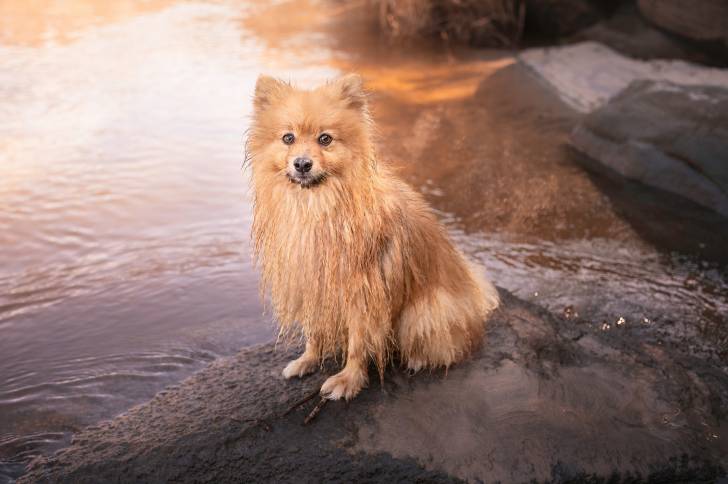 Un Spitz Allemand assis au bord de l'eau