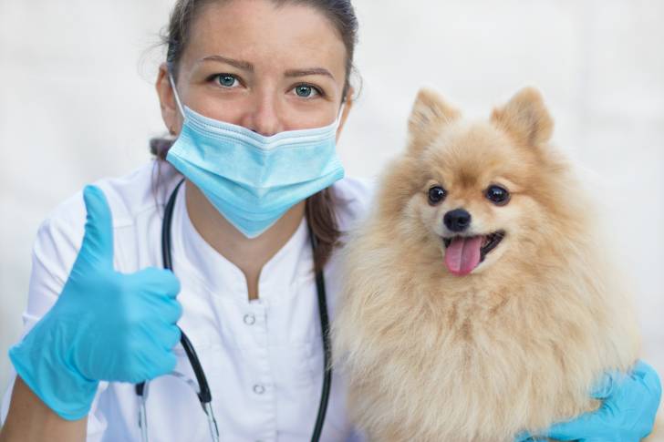 Un Spitz Allemand en visite chez le vétérinaire