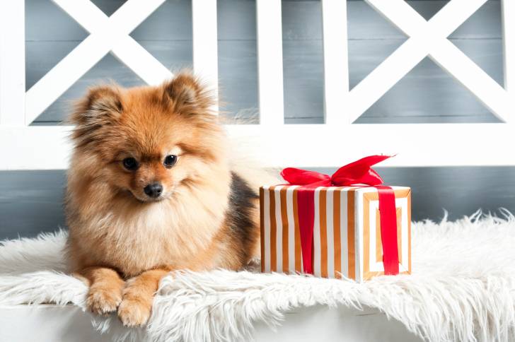 Un Spitz Allemand à côté d'un paquet cadeau