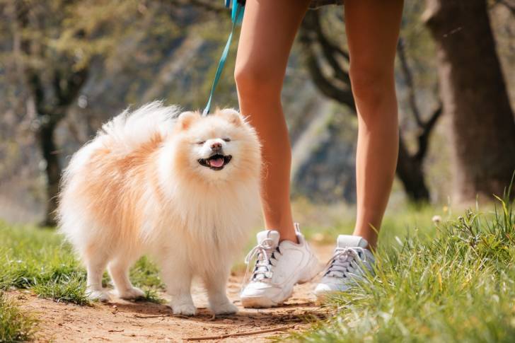 Un Spitz Allemand accompagne sa propriétaire pendant un jogging