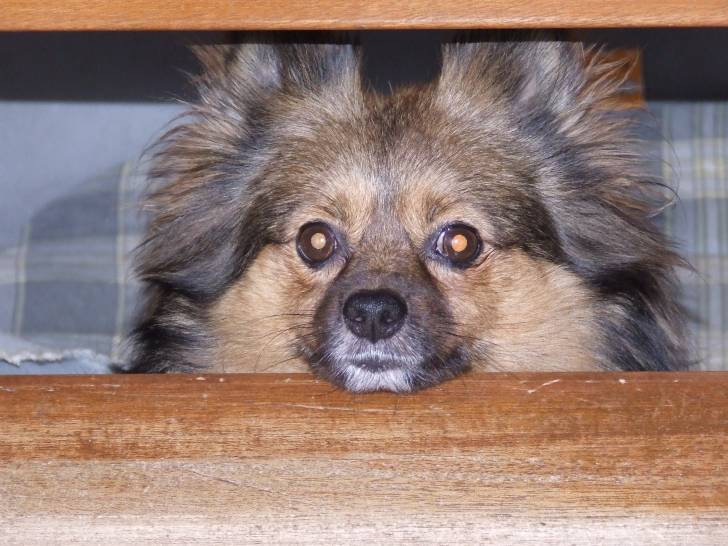 sissi - Spitz Allemand (10 ans)