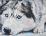 Eclipse (drawing) - Husky Sibérien Mâle (8 ans)