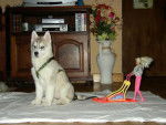 siberian husky baby (Husky de Sibérie) - Husky Sibérien