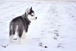 Un chiot Husky Sibérien qui avance dans la neige 
