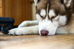Un Husky Sibérien qui dort sur un parquet